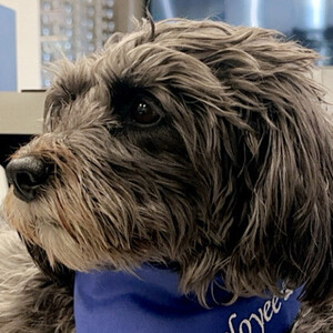 Fundraising Page: Sterling Optical